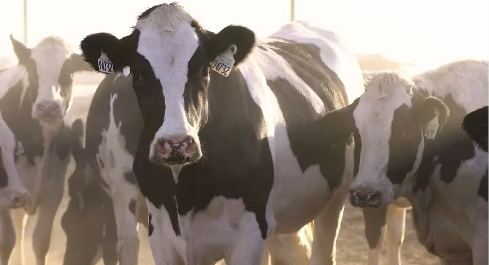 What If? | Imaging the Possibilities of Planet-Smart Dairy (1 min)